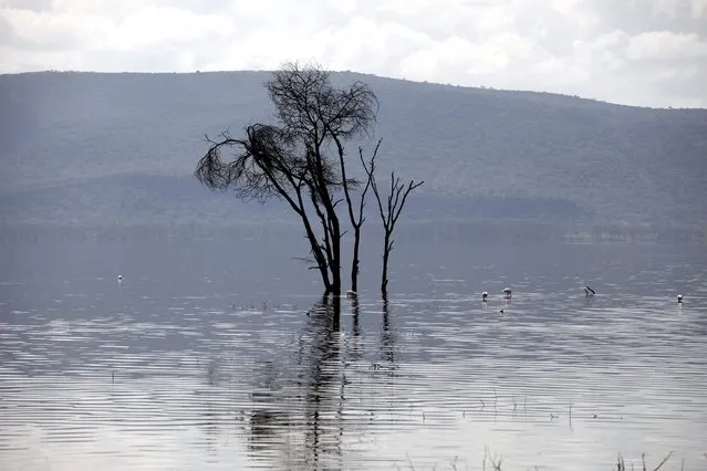 A dead tree is seen in water at Lake Nakuru National Park, Kenya, August 19, 2015. (Photo by Joe Penney/Reuters)
