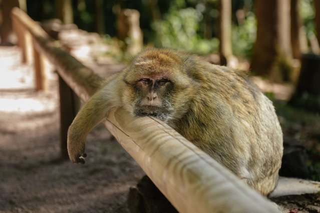 A Barbary macaque is seen at the Montagne des Singes (Monkey Mountain), which stands out as a unique place to visit for nature and animal lovers on July 22, 2025 near the Kintzheim of Alsace, France. The open-air park, located on approximately 24 hectares of forest, is home to over 200 Barbary macaque monkeys. The macaques roam completely freely in the park, which gives visitors the opportunity to observe the animals in their natural habitat. Offering an educational and entertaining route for families and children, Montagne des Singes also stands out with its efforts to protect the endangered Barbary macaque. For those who want to have direct contact with natural life, Monkey Mountain is among the must-see locations in France. (Photo by Mehmet Aslan/Anadolu via Getty Images)