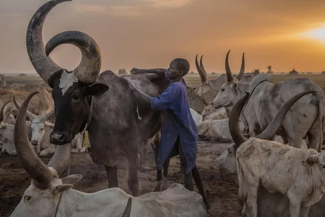 A Sudanese boy from Dinka tribe tends a cow in the early morning at their cattle camp in Mingkaman, Lakes State, South Sudan on March 4, 2018. (Photo by  Stefanie Glinski/AFP Photo)