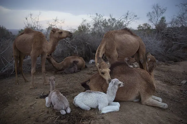 In this Friday, February 9, 2018 photo, camels rest at the night camp after grazing all day in the open field at the territory of Israeli Kibbutz Kalya, near the Dead Sea in the West Bank. (Phoro by Oded Balilty/AP Photo)
