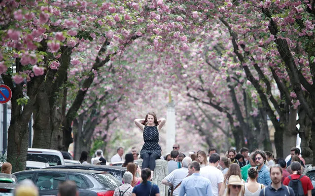 A woman sits on a milestone to get a picture taken at Heerstrasse, flanked by pink cherry tree blossoms, on the so-called Cherry Blossom Avenue in downtown Bonn, Germany April 22, 2018. (Photo by Wolfgang Rattay/Reuters)