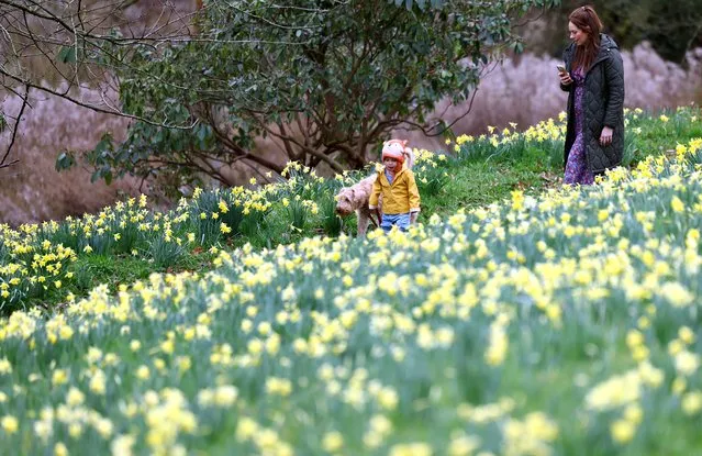 People visit Cholmondeley Castle in the one million daffodil gardens for Mothering Sunday, in Cholmondeley, Britain on March 19, 2023. (Photo by Molly Darlington/Reuters)