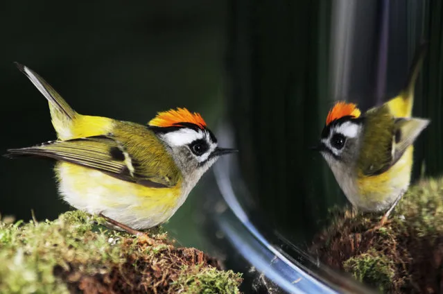 Golden-Crowned Kinglet