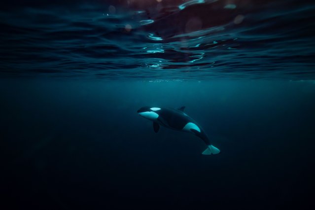 An Orca (Killer Whale) chases a baitball of herrings near Spildra Island, Northern Norway, on November 3, 2025. Between October and January billion of herrings gather in northern Norway fjords to feed. Orcas and Humpback whales chase them to meet their needs of fat and proteins. (Photo by Olivier Morin/AFP Photo)