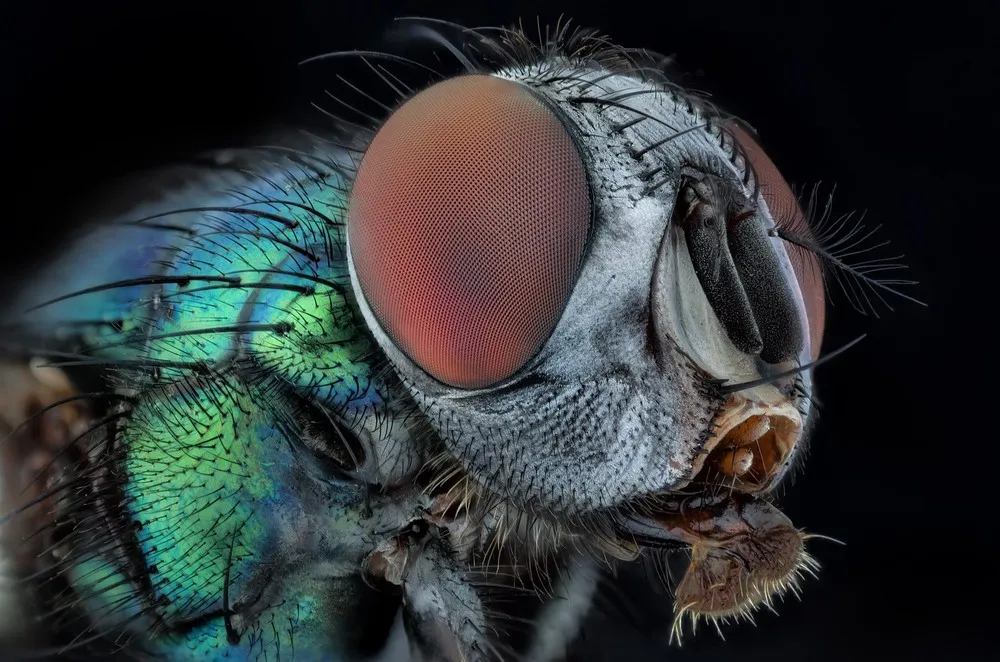 Insects Close-up