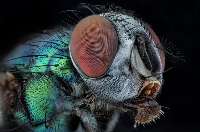 This green fly isn’t going to win a beauty contest anytime soon. (Photo by Javier Ruperez/Solent News & Photo Agency)