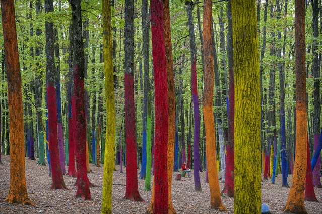 A young man sits in The Colored Forrest, in the village of Poienari, southern Romania, a project by local artists, meant to raise awareness to the large scale deforestation due to excessive logging, Saturday, October 12, 2024. (Photo by Vadim Ghirda/AP Photo)