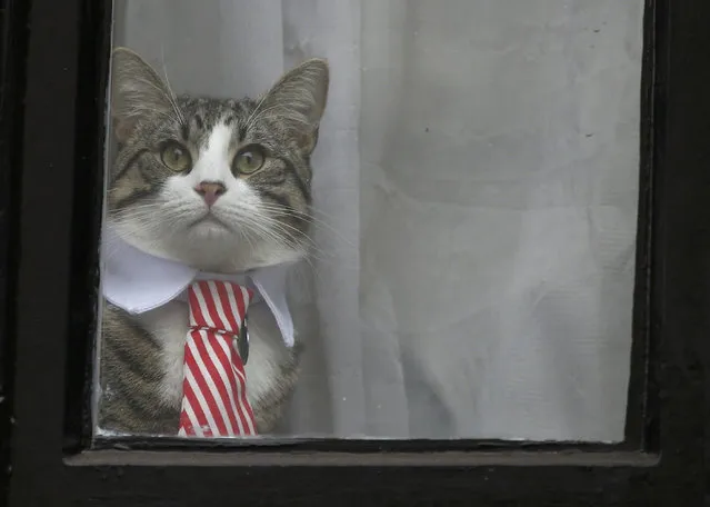 Julian Assange's cat sits at the window of Ecuador's embassy as prosecutor Ingrid Isgren from Sweden interviews Assange in London, Britain, November 14, 2016. Mr Assange has been inside the embassy since 2012 and he is being questioned over allegations of rape that date from 2010. Mr Assange has not been charged and denies the claims. (Photo by Peter Nicholls/Reuters)