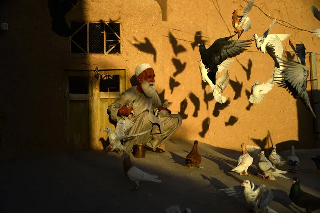 In this photo taken on June 30, 2018, an Afghan pigeon fancier Abdul Ghani, 70, sits as he feeds his pigeons flying from the rooftop of his home in Herat province. (Photo by Hoshang Hashimi/AFP Photo)