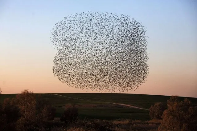 A flock of starlings is seen as they perform their traditional dance fly before landing to sleep during the sunset near the southern Arab Israeli city of Rahat, in the northern Israeli Negev desert, on February 2, 2015. (Photo by Menahem Kahana/AFP Photo)