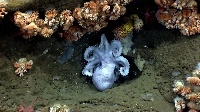 An octopus guards her eggs under an overhang in Hydrographer canyon. (Photo by National Oceanic and Atmospheric Administration)