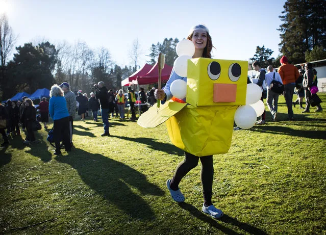 Laura D'Asaro, who has participated in the Plunge every year, strolls the grassy area of Matthews Beach Park in her rubber duck costume before the 14th annual Polar Bear Plunge in Seattle on New Year's Day, Friday, January 1, 2016. (Photo by Lindsey Wasson/The Seattle Times)