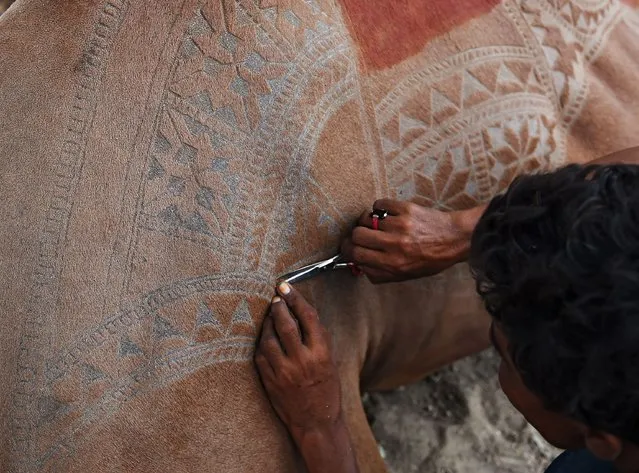 A Pakistani man creates a pattern design on a camel's skin at a market ahead of Eid al Adhal festival in Karachi on August 11, 2018. Muslims around the world will mark the upcoming Eid al-Adha, as the biggest holiday of the Islamic calendar, celebrated the Islamic festival Eid al-Adha by slaughtering sheep, goats, cows and camels to commemorate Prophet Abraham's willingness to sacrifice his son Ismail on God's command. (Photo by Rizwan Tabassum/AFP Photo)