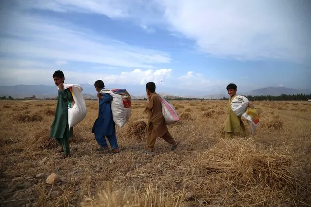Afghan farmers harvest wheat on the outskirts of Jalalabad, Afghanistan, 17 May 2021. Wheat is the most widely grown crop in the world. In Afghanistan, wheat being the staple diet is the most important crop and cultivated on the largest acreages, in almost every part of the country. (Photo by Ghulamullah Habibi/EPA/EFE)
