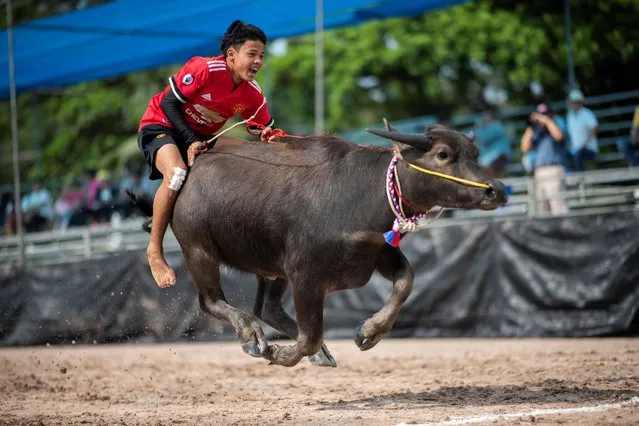 A jockey rides a buffalo during the annual buffalo races in Chon Buri on October 23, 2018. Several hefty buffaloes thunder down a dirt track in eastern Thailand, kicking up dust as they are urged toward the finish line by whip-wielding jockeys perched on their backs. (Photo by Jewel Samad/AFP Photo)