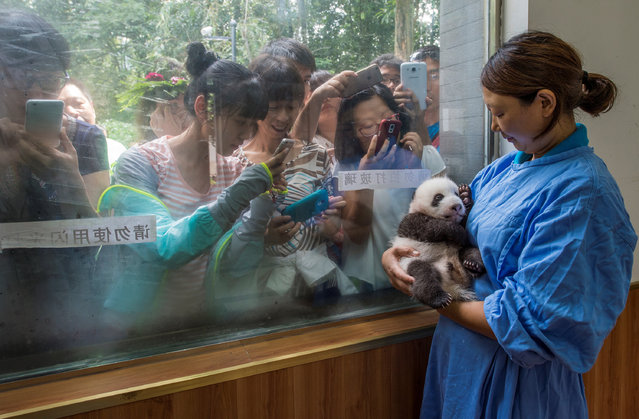 Caretaker Li Feng cradles her precious charge by the window of Bifengxia's panda nursery, the most popular stop for visitors touring the facilities. More than 400,000 people visit each year to glimpse and snap photos of China's most beloved baby animals. (Photo by Ami Vitale/Reuters/National Geographic Magazine/Courtesy of World Press Photo Foundation)
