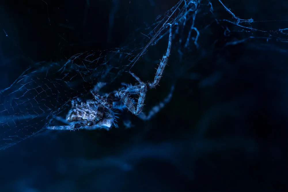 British Ecological Society Photo Competition 2018