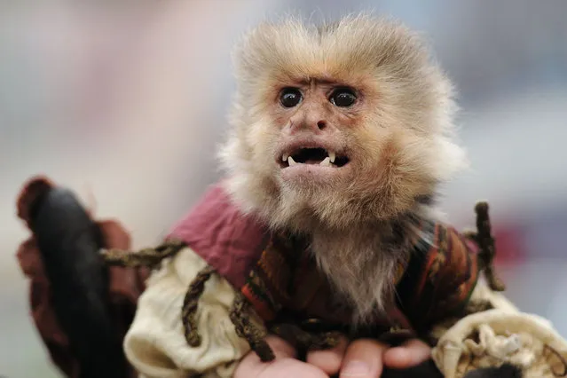 World Premiere of “Pirates of the Caribbean: On Stranger Tides”. Disneyland, Anaheim, CA., May 7, 2011^ Jack the Monkey. (Photo by Axelle/Bauer-Griffin LLC)