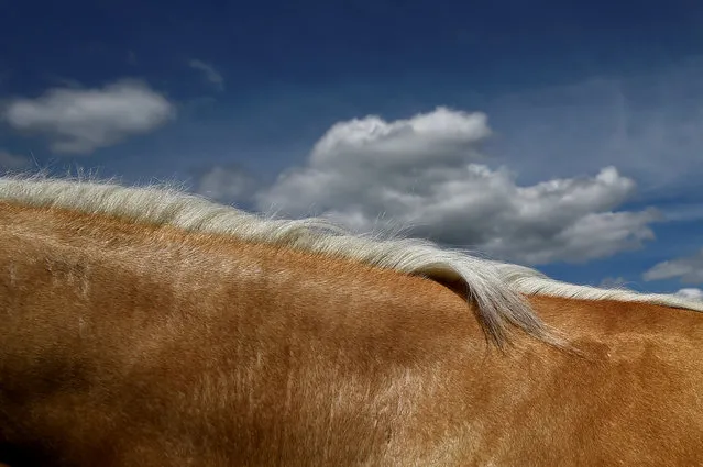 A palomino horse's mane is seen against the sky at Spancil Hill horse fair in Spancil Hill, Ireland June 23, 2018. (Photo by Clodagh Kilcoyne/Reuters)