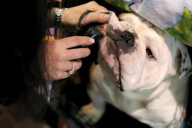 Lanny, an English Bulldog from Syracuse, New York is groomed before being judged at the 2016 Westminster Kennel Club Dog Show sits before judging in the Manhattan borough of New York City, February 15, 2016. (Photo by Mike Segar/Reuters)