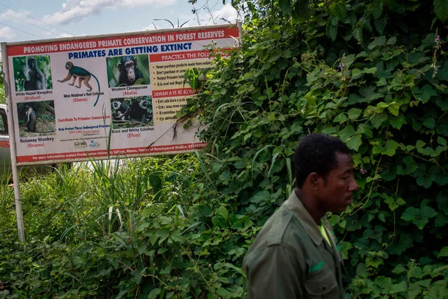 A forest warden walks in front of a billboard that promotes the conservation of primates in forest reserves on November 5, 2018. Environmental campaigners want Ghana's President Nana Akufo-Addo and his government to abandon plans to mine bauxite in the Atewa Range Forest Reserve, in the country's Eastern Region, arguing it will destroy the habitat of rare plants and animals. Akufo-Addo, who comes from Kyebi, on the eastern slopes of the forest, has signed a multi-billion dollar agreement with China to provide the mineral in exchange for infrastructure projects. (Photo by Cristina Aldehuela/AFP Photo)
