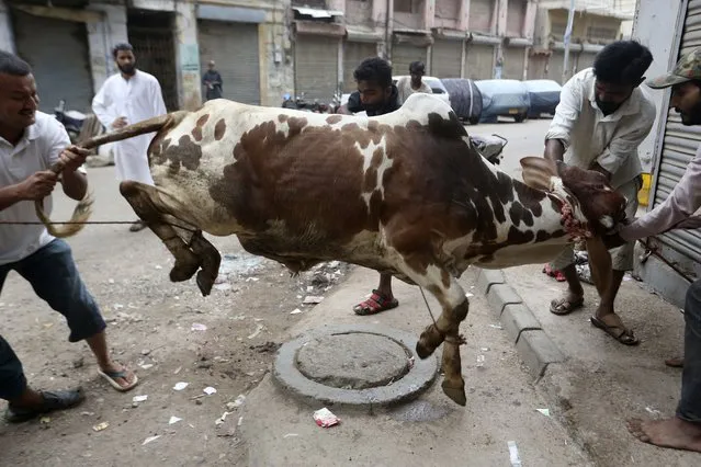 People struggle to control a bull for slaughtering on the occasion of Eid al-Adha in Karachi, Pakistan, Wednesday, July 21, 2021. During the Eid al-Adha, or Feast of Sacrifice, Muslims slaughter sheep or cattle and distribute portions of the meat to the poor. (Photo by K.M. Fareed Khan/AP Photo)