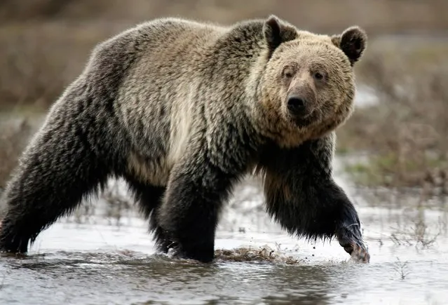 A grizzly bear roams through the Hayden Valley in Yellowstone National Park in Wyoming, May 18, 2014. The nearly 3,500 square mile park straddling the states of Wyoming, Montana and Idaho was founded in 1872 as America's first national park. (Photo by Jim Urquhart/Reuters)
