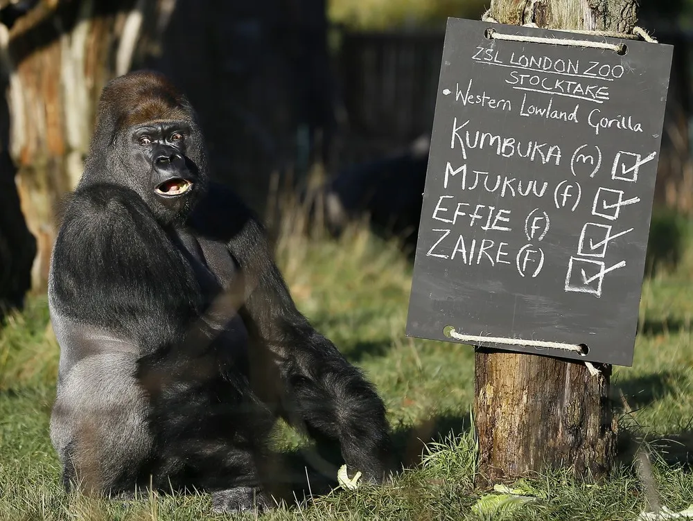 London and Chester Zoo’s Annual Animal Stock Take