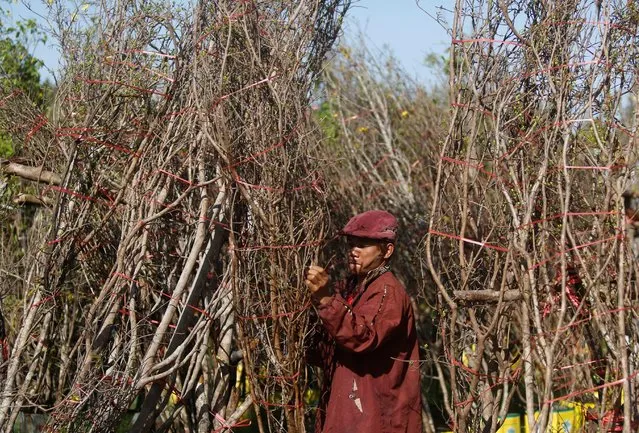 A vendor prepares trees for sale ahead of Chinese Lunar New Year on a street in Phnom Penh, Cambodia, January 24, 2017. (Photo by Samrang Pring/Reuters)