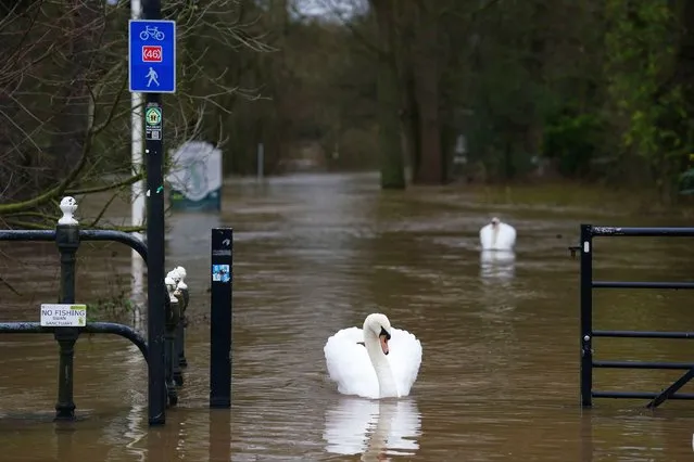 Swans swimming on flood water in Worcester, following heavy rainfall on Thursday, January 4, 2024. The Met Office has issued a yellow weather warning from 12pm on Thursday with rainfall expected to travel in a north-east direction across the south of England, lasting until 3am on Friday. (Photo by David Davies/PA Images via Getty Images)