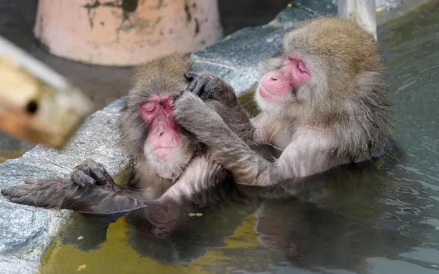 Japanese monkeys soak in an open-air hot spring at the tropical botanical garden in Hakodate, Hokkaido, northern Japan early January 2024. The macaques, also known as snow monkeys, frequently enjoy a dip in the thermal pool in Jigokudani valley. (Photo by Newscom/Alamy Live News)