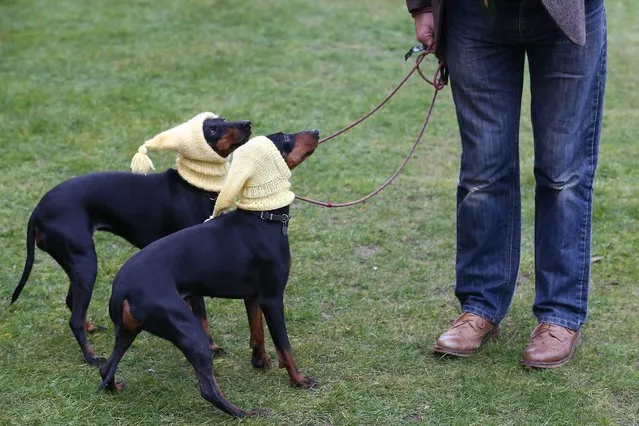 A dog owner arrives with his Manchester Terriers on the first day of the Crufts dog show at the National Exhibition Centre in Birmingham, central England, on March 10, 2016. (Photo by Justin Tallis/AFP Photo)