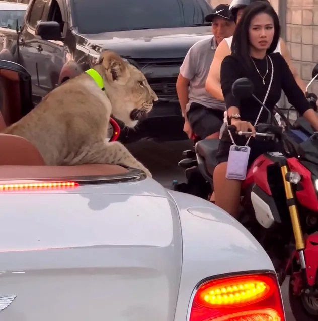 A Bentley-driving show-off sparked panic when he was seen cruising through a city with a baby lion leaning from the car. Footage shows the collared big cat enjoying the joyride as it sits in the back of the white open-top Continental GTC car in Pattaya, Thailand on January 22, 2024. (Photo by ViralPress)