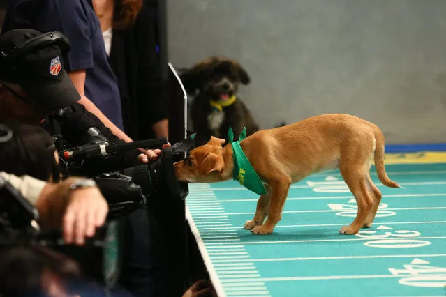 A puppy investigates the sidelines during taping. Behind the scenes of the Puppy Bowl XIII taping in New York, N.Y. on October 4 and 5, 2016. (Photo by Stuart Ramson/AP Images for Animal Planet)