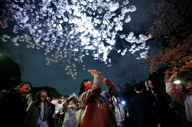 Visitors take photos under illuminated cherry blossoms in full bloom at Ueno Park in Tokyo, Japan on March 28, 2019. (Photo by Issei Kato/Reuters)