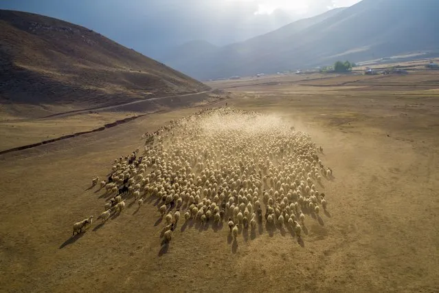 A drone photo shows an aerial view of a flock of sheep on their way with breeders to back warmer places in Catak district of Turkey's southeastern province Van on September 24, 2021. Flocks of sheep being brought down from highlands by stock breeders to warmer stockyards before winter season. (Photo by Ozkan Bilgin/Anadolu Agency via Getty Images)