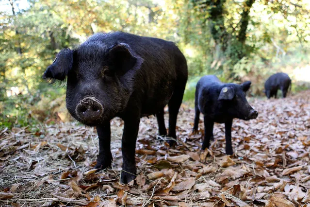 Black Corsican pigs in Bastelica, on the French Mediterranean island on October 26, 2021. (Photo by Pascal Pochard-Casabianca/AFP Photo)