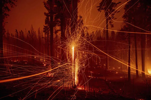 In this long exposure photo, embers fly from burning trees as the Caldor Fire grows on Mormom Emigrant Trail east of Sly Park, Calif., on Tuesday, August 17, 2021. (Photo by Ethan Swope/AP Photo)