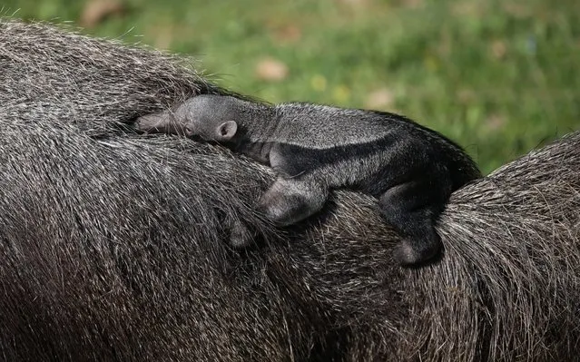 A baby giant anteater riding piggyback on its mother at the Bursa Zoo, in Bursa, Turkey on May 03, 2019. (Photo by Ali Atmaca/Anadolu Agency/Getty Images)