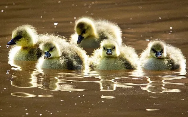 Five small goslings float over the river Main in Frankfurt, Germany, on a warm and sunny Friday, May 24, 2019. (Photo by Michael Probst/AP Photo)