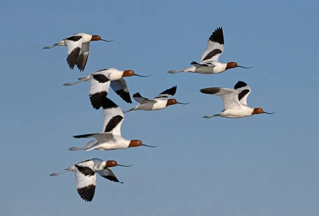 Red-necked avocets in flight showing their unusual curved beaks in October 2020. At approximately 13 miles long, Lake Cowal is the largest natural inland lake in New South Wales, Australia. After years of drought it began filling in March this year, and native and migratory waterbirds began returning to its wetlands. (Photo by Mal Carnegie/Lake Cowal Conservation Centre)