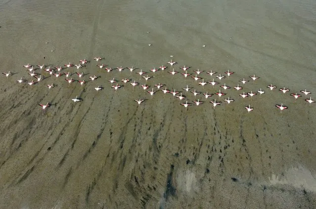 Flamingoes take flight after feeding at a beach north of Kuwait City on December 28, 2021. (Photo by Yasser Al-Zayyat/AFP Photo)