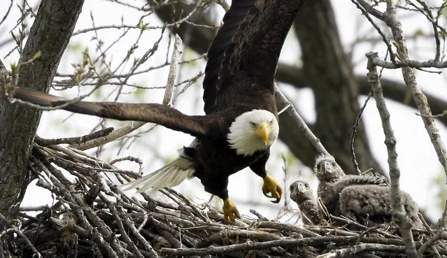 Two eaglets watch a bald eagle fly from their nest over the Raccoon River, Monday, April 18, 2016, at Gray's Lake Park in Des Moines, Iowa. (Photo by Charlie Neibergall/AP Photo)