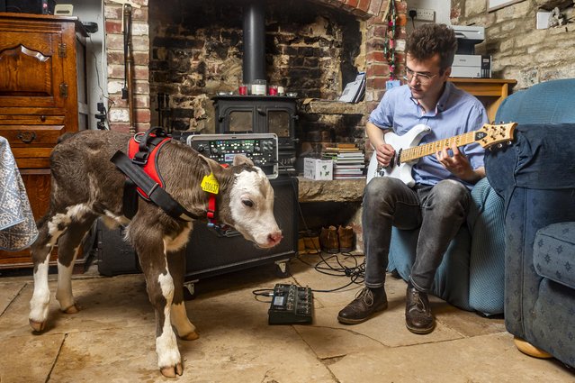 Silvio listening to Ben practice guitar in the living room in May 2024. A confused orphaned calf who is being hand-reared by a farmer appears to think he is a dog. Three-week old Silvio is sharing a kennel with Welsh border collie Taffy, has a GPS collar and likes going for walks with farmer Ben Bowerman and his family. The Bowermans try to get Silvio to spend his days out in the field at the 450-acre Godlingston Manor Farm, near Swanage, Dorset, with the other cows. But when they check on the calves in the evening, he always runs back with them to the house. (Photo by Max Willcock/Bournemouth News)