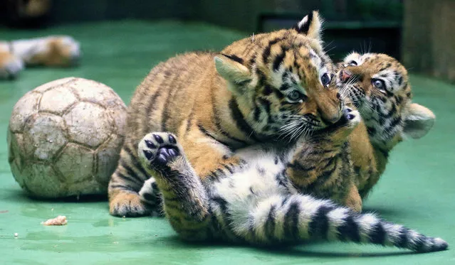 Two Siberian tiger cubs play during their first outing at the zoo of Olomouc, Czech Republic, on June 30, 2015. The tiger twins were born at the zoo in May 2015. (Photo by Radek Mica/AFP Photo)