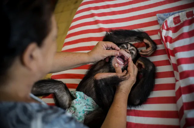 In this April 4, 2017 photo, zoologist Martha Llanes plays with baby chimpanzee Ada, at her apartment in Havana, Cuba. Ada, the female, is 13 months old, Anuma, the male, 15. Both wear diapers. While zoos in other countries may have specialized facilities for raising baby animals, in Cuba the job falls to Llanes, a 62-year-old zoologist who has cared for 10 baby chimps in her central Havana apartment since she started working at the city zoo in 1983. (Photo by Ramon Espinosa/AP Photo)