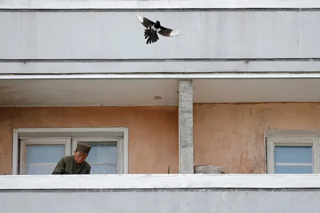 A bird flies as a man works on the balcony of a residential building in central Pyongyang, North Korea May 9, 2016. (Photo by Damir Sagolj/Reuters)