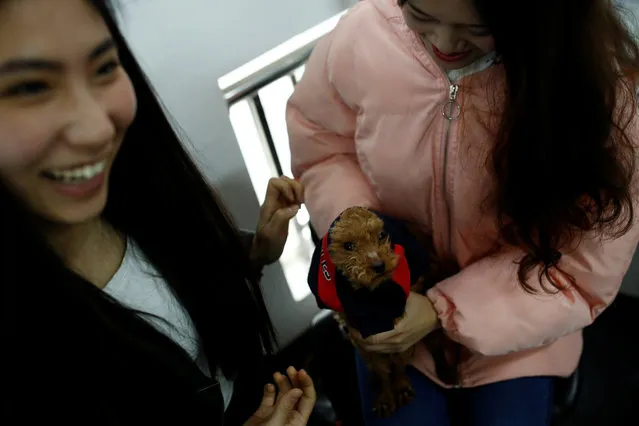 Girls play with a dog at live streaming talent agency Three Minute TV in Beijing, China on April 12, 2017. (Photo by Thomas Peter/Reuters)