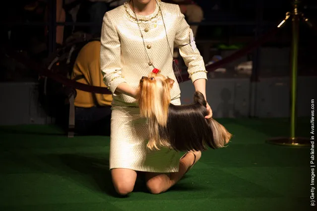 Emma Echols competes with her Yorkshire Terrier 'Tucker' in the Junior Showmanship Preliminaries at Westminster Kennel Club Dog Show