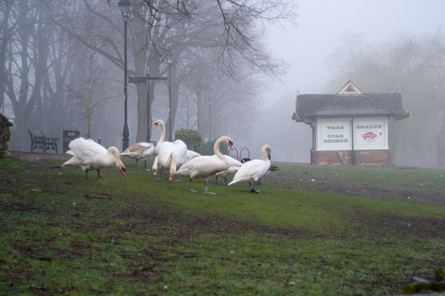 Swans by the River Thames in Windsor, Berkshire, UK on February 25, 2024. The River Thames is much higher than usual due to flooding so swans are coming up onto the Thames Path. (Photo by Maureen McLean/Rex Features/Shutterstock)